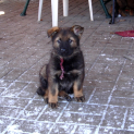 brandy-2511.jpg