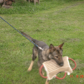 DSC04316.JPG